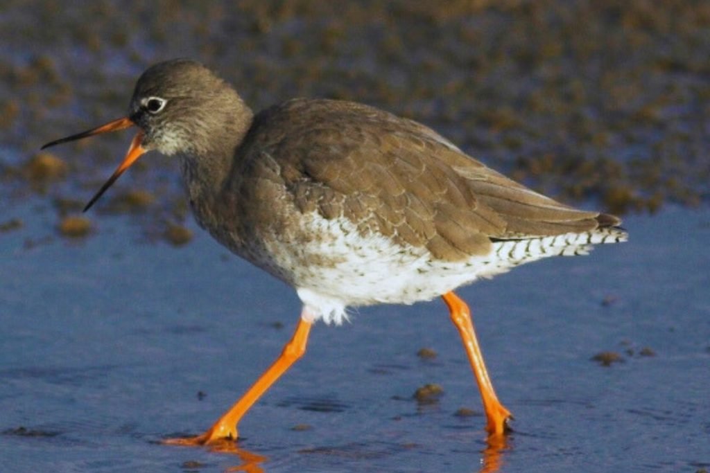 Common Redshank in Rajaji National Park