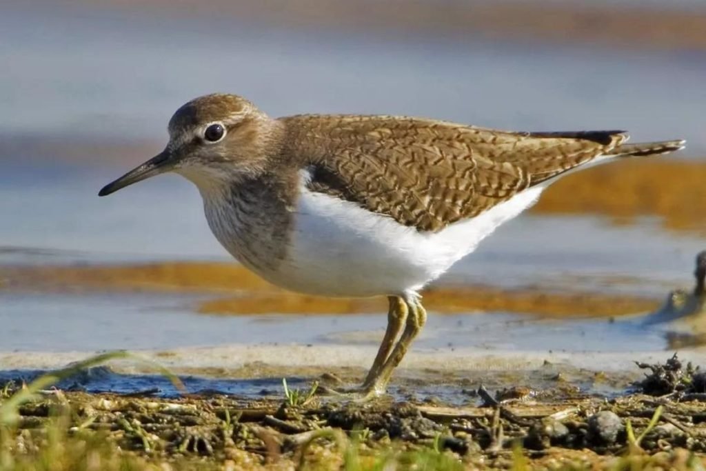 Common Sandpiper
