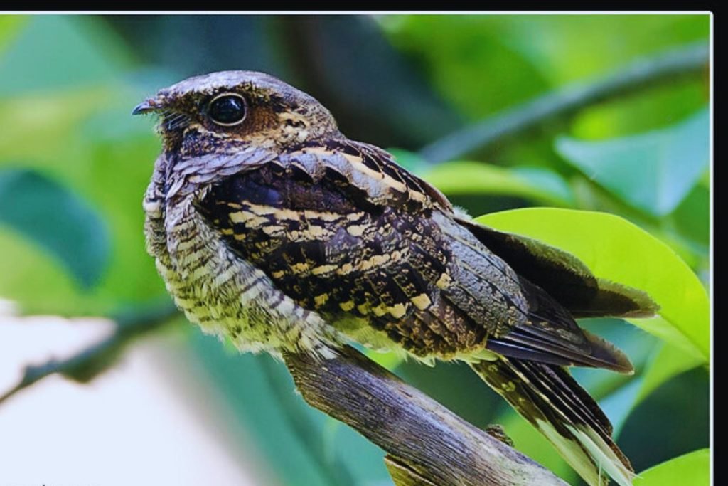 Large-tailed Nightjar