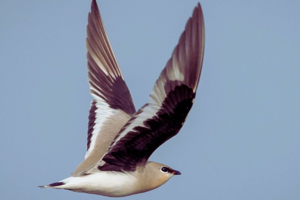 Small Pratincole