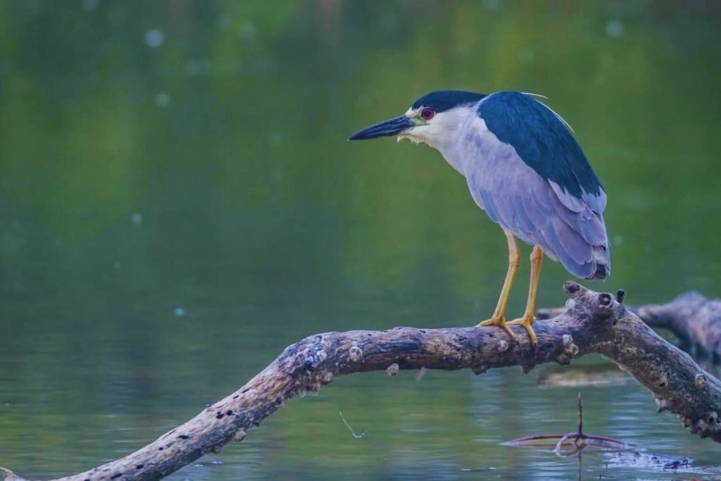 Black-crowned Night Heron