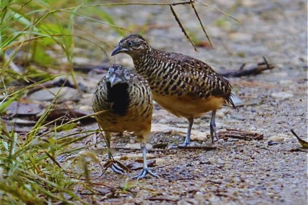 Barred Buttonquail