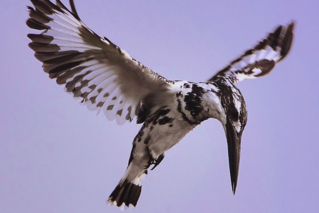 Pied Kingfisher