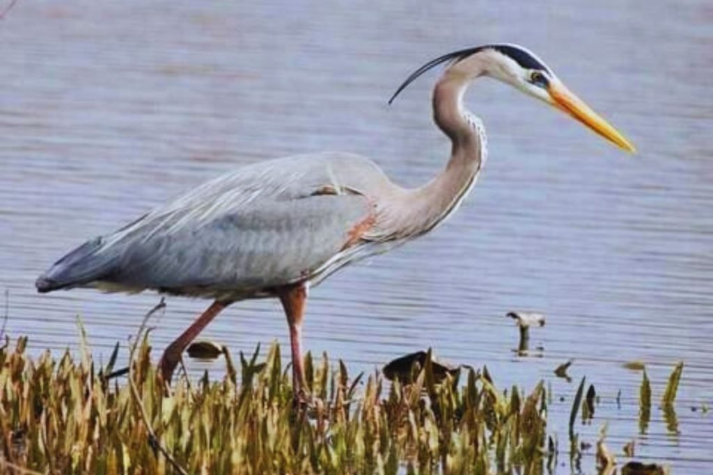 Herons and Allies
