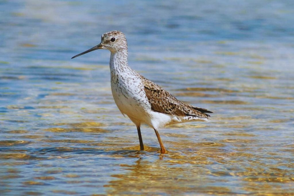 Marsh Sandpiper