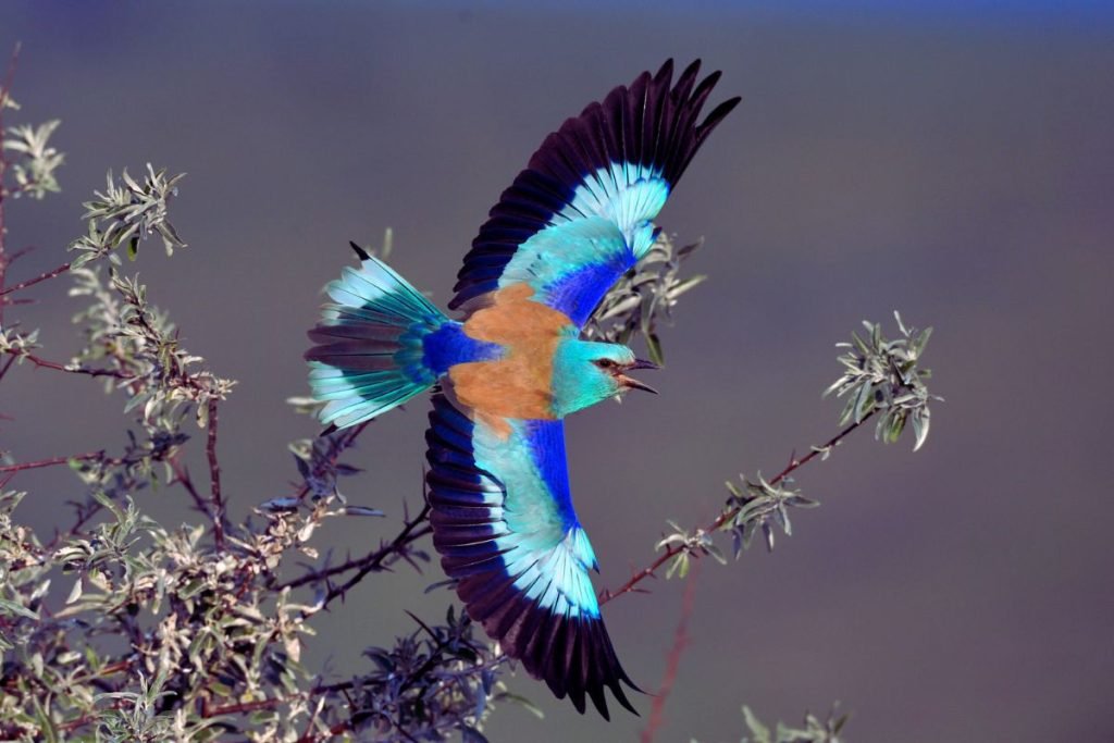 European Roller in Rajaji