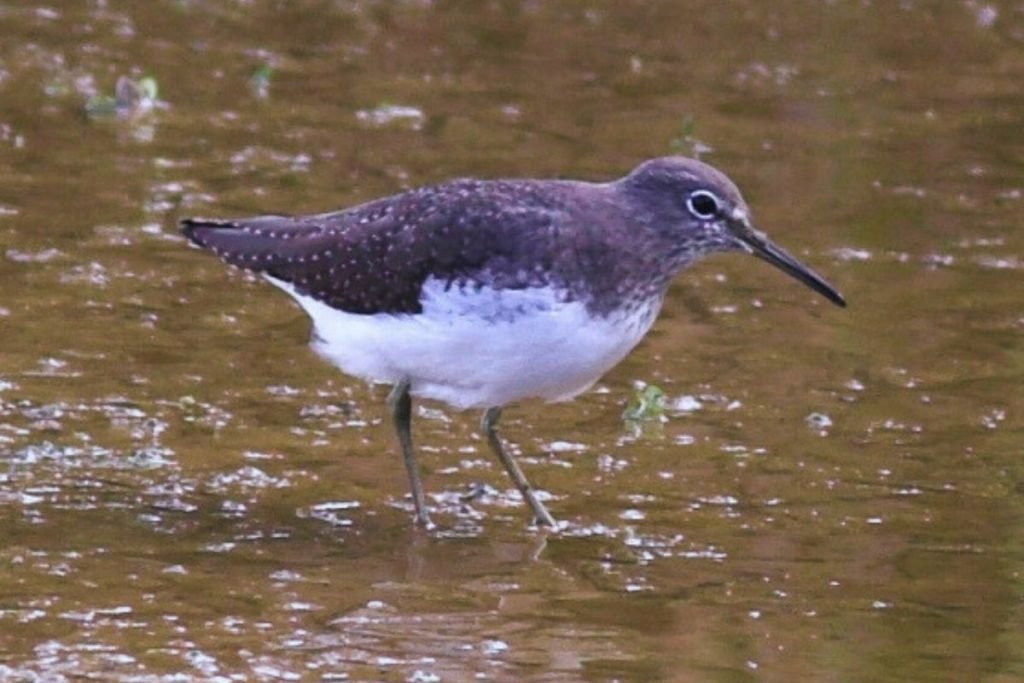 Green Sandpiper in  Rajaji National Park
