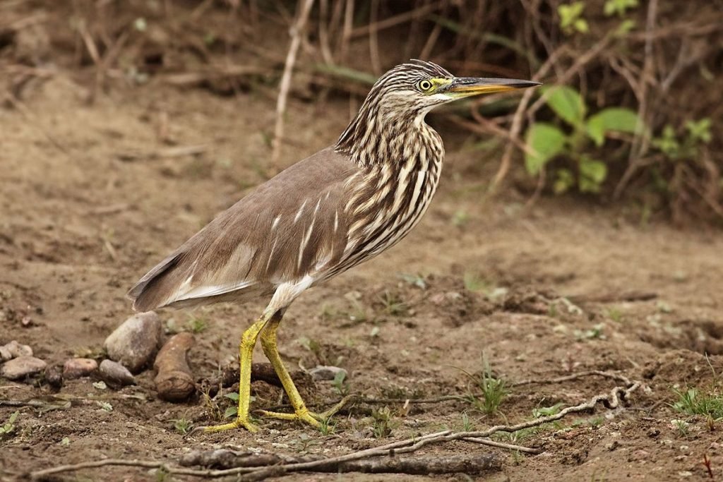 Indian Pond-Heron