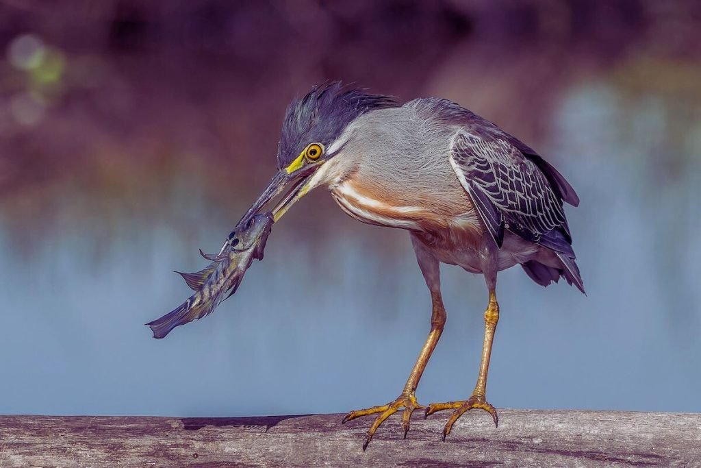 Striated Heron