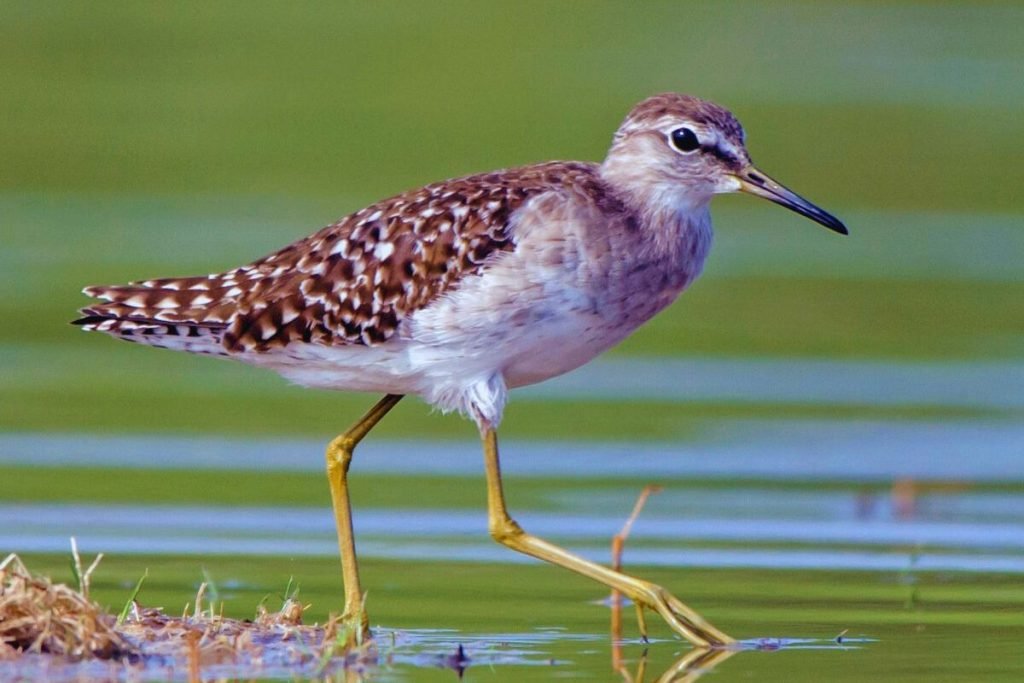 Wood Sandpiper in Rajaji National Park