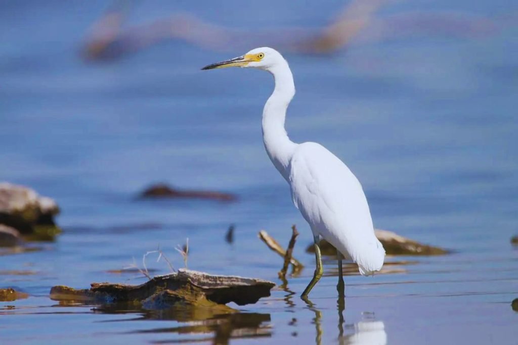 Little Egret