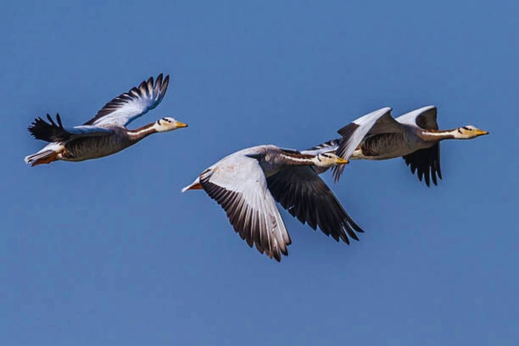 Bar-headed Goose
