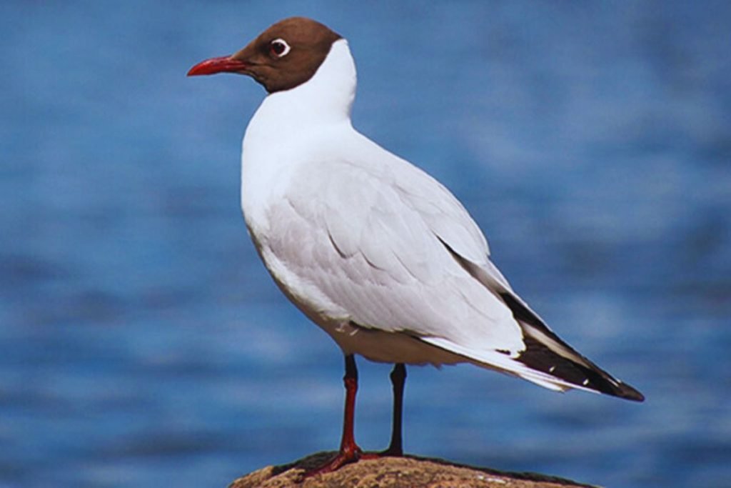 Black-headed Gull