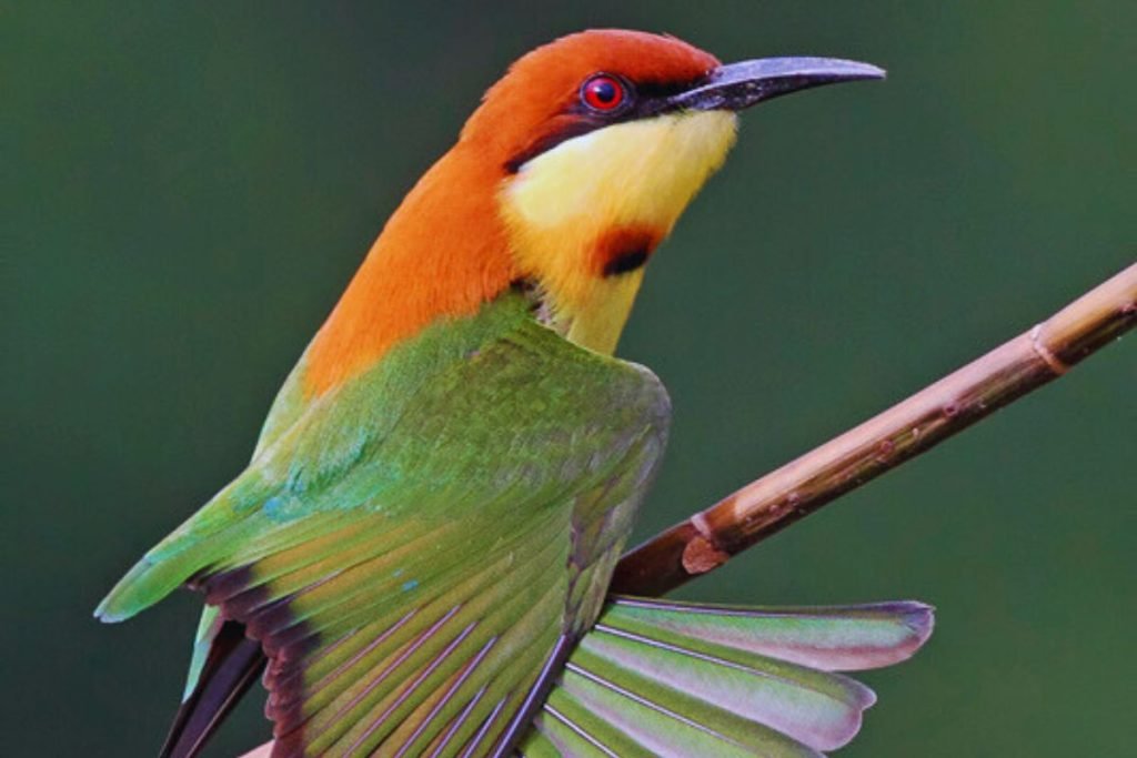 Chestnut-headed Bee-eater 