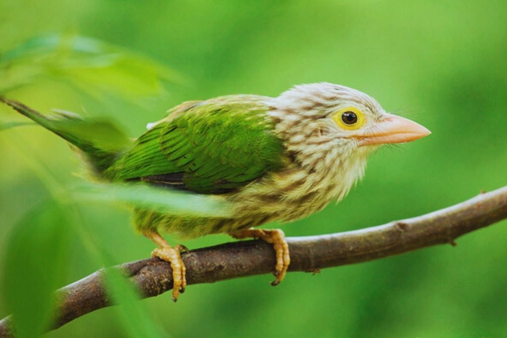 Lineated Barbet in Rajaji National Park