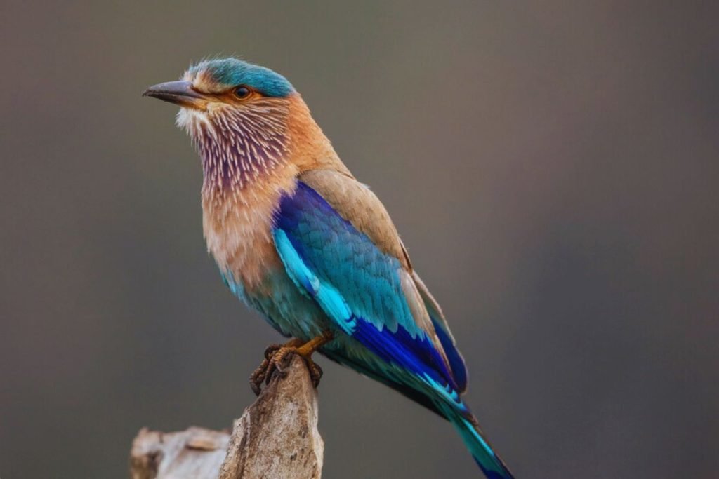 Indian Roller in Rajaji National Park
