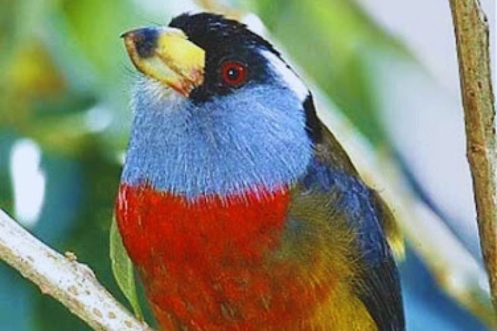 Barbets and Toucans