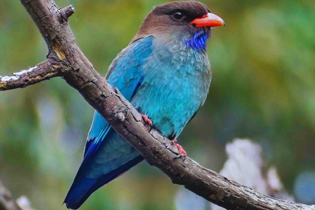 Oriental Dollarbird in Rajaji National Park