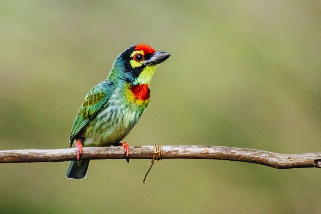 Coppersmith Barbet in Rajaji National Park