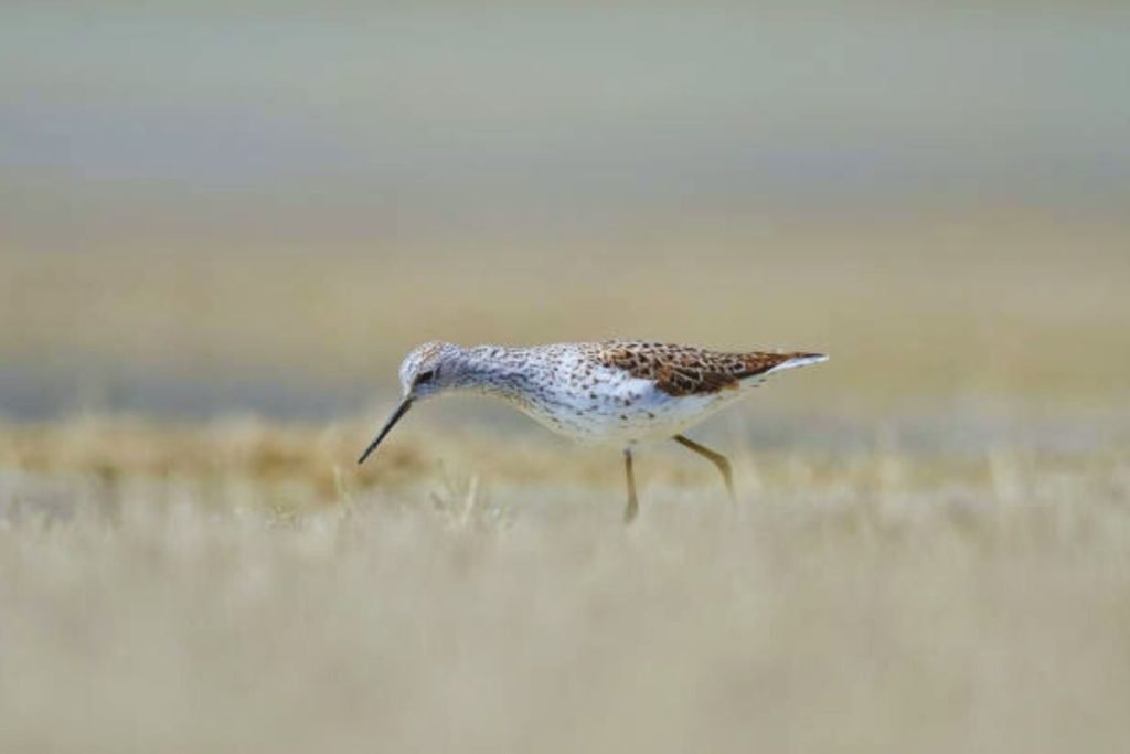 Tringa sandpipers