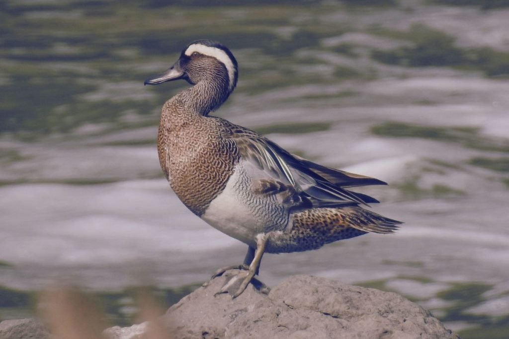 Garganey