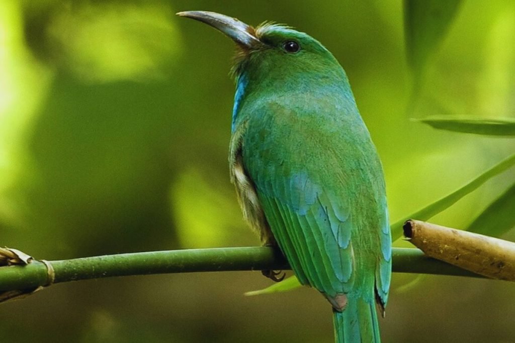 Bee-eater in Rajaji National Park