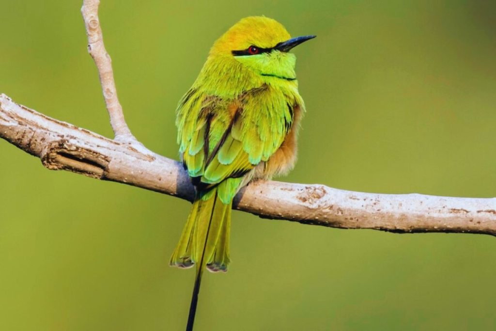 The Asian Green Bee-eater in Rajaji National Park