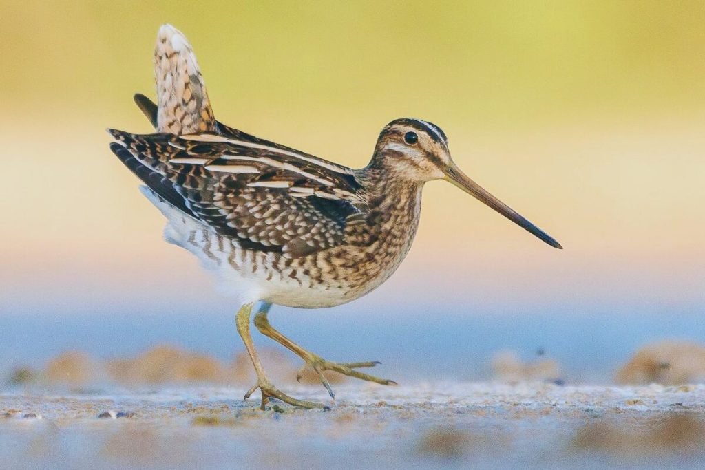 Common Snipe in Rajaji National Park