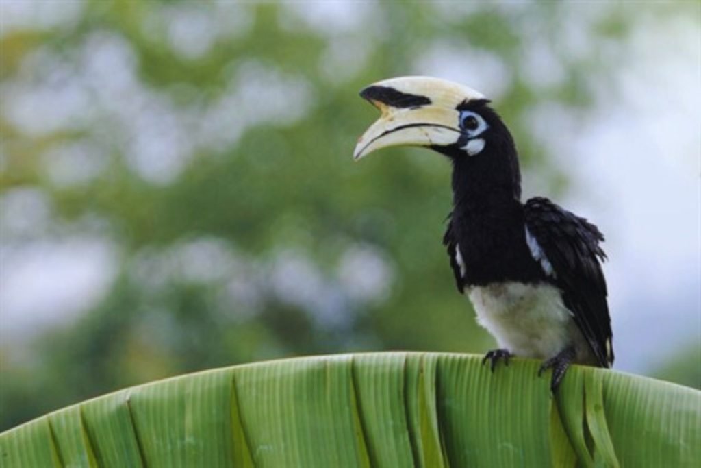 Oriental Pied-Hornbill 