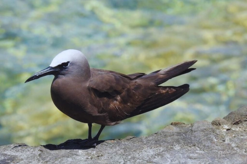 Gulls, terns, and skimmers