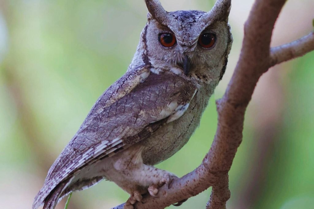 Collared Scops-Owl