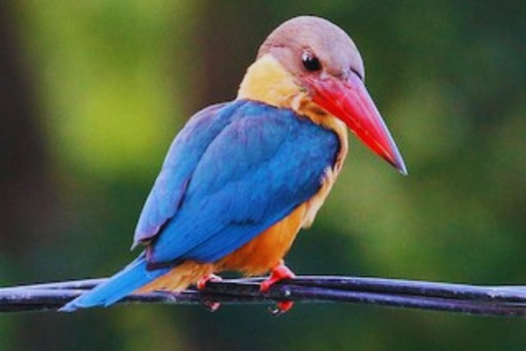 Stork-billed Kingfisher