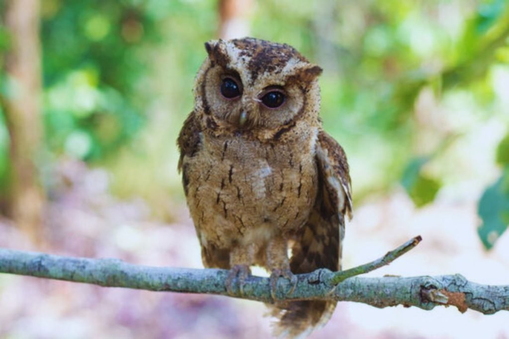 Indian Scops-Owl