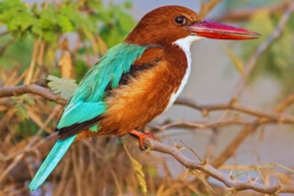 White-throated Kingfisher