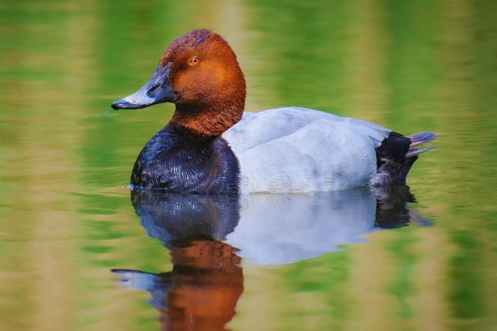 Common Pochard in Rajaji National Park