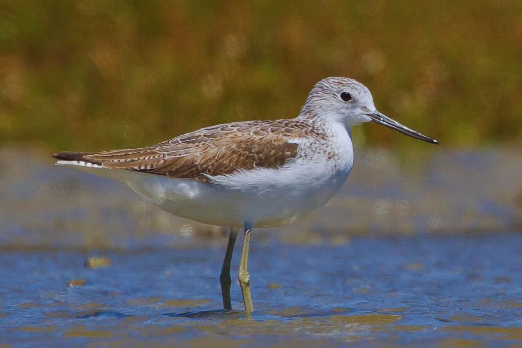 Common Greenshank in Rajaji National Park