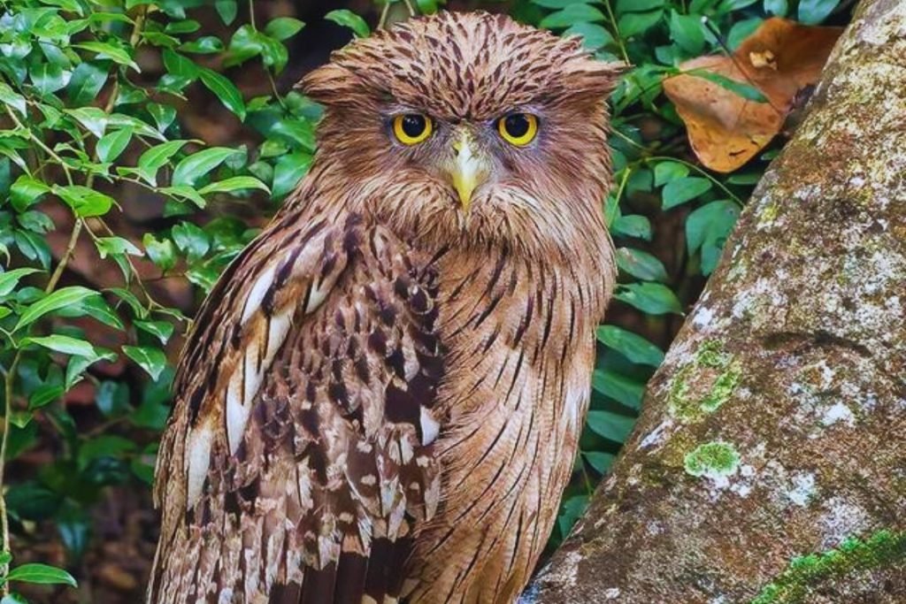 Brown Fish-Owl in Rajaji National Park