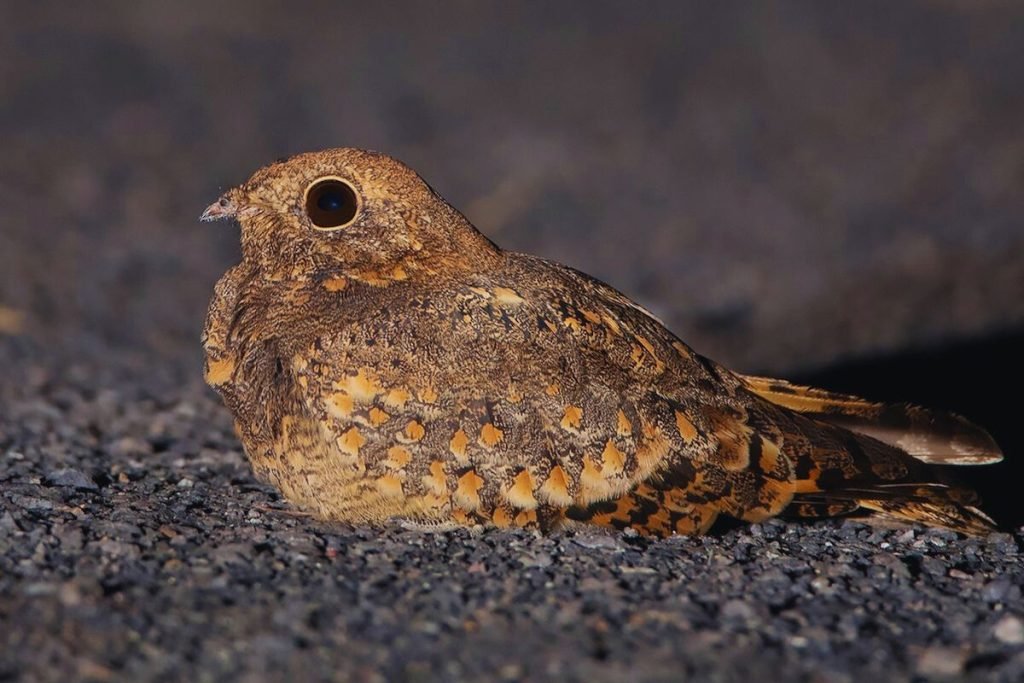 Savanna Nightjar in Rajaji National Park