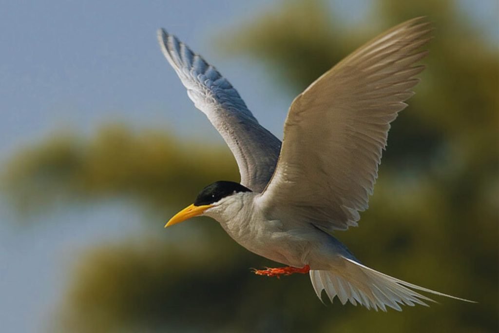 River Tern