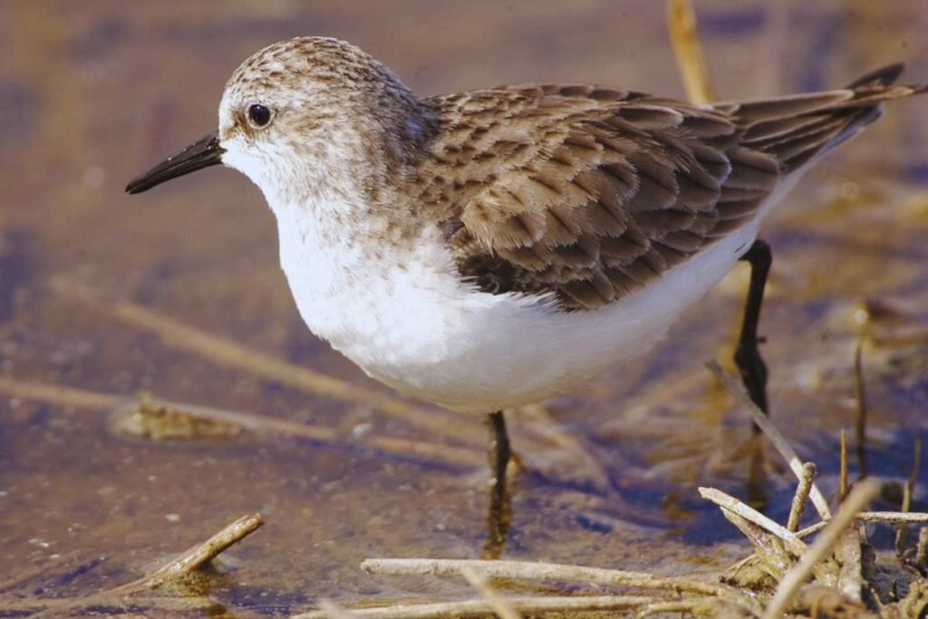 Stint Species in Rajaji National Park