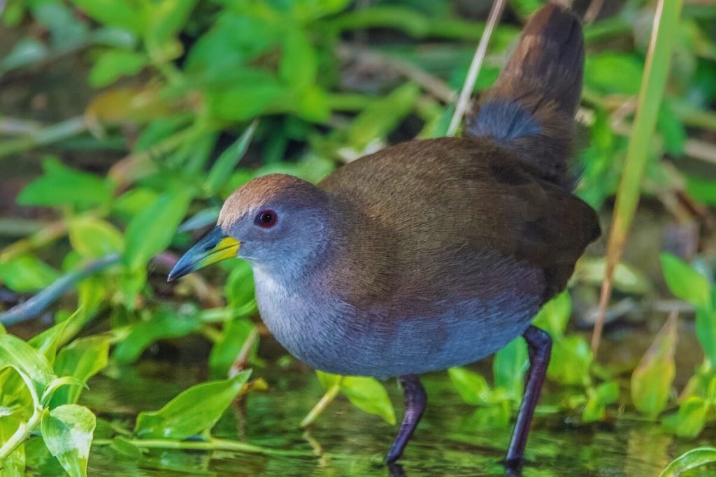 Brown Crake in Rajaji National Park