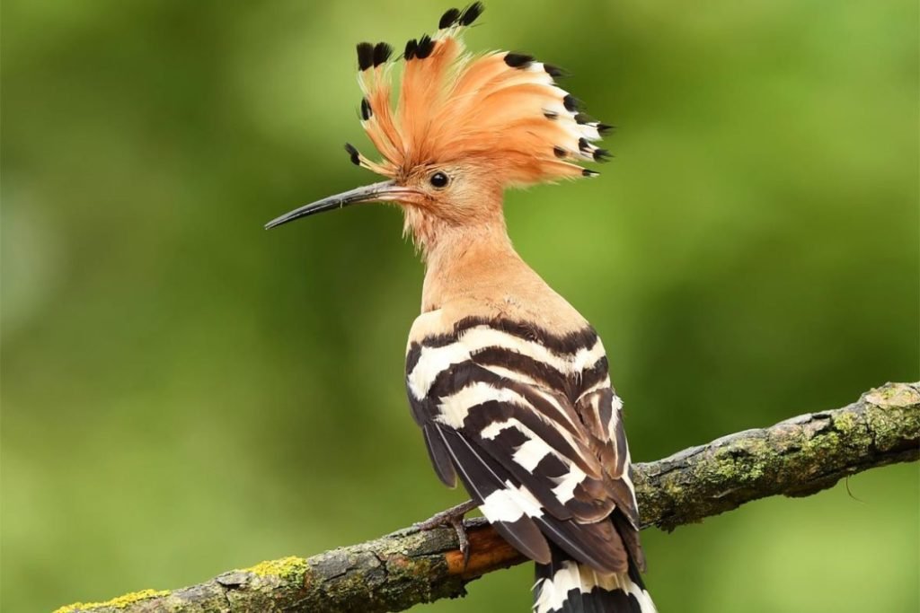 Hoopoes in Rajaji
