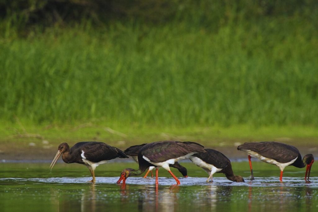 Black Stork in Rajaji