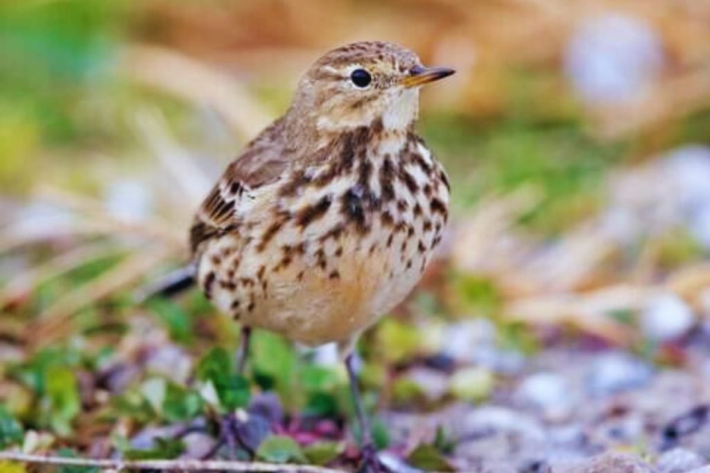 Wagtails and Pipits