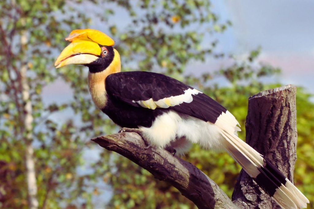Great Hornbill