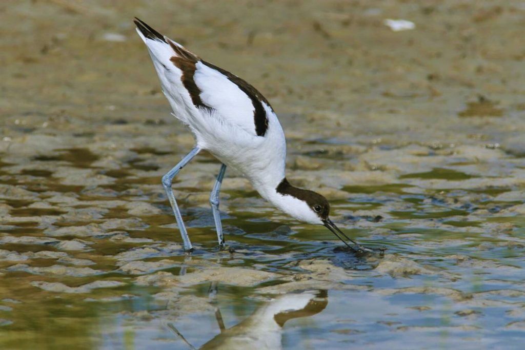 Pied Avocets