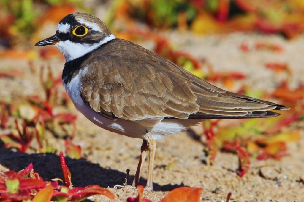 Little Ringed Plover