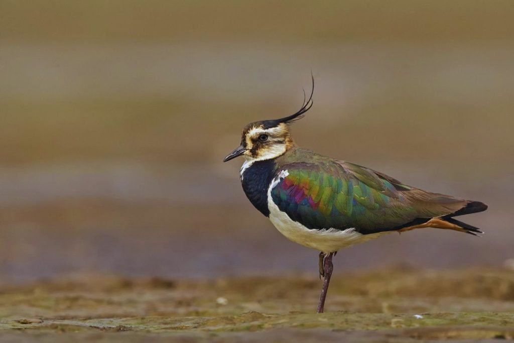 Northern Lapwing