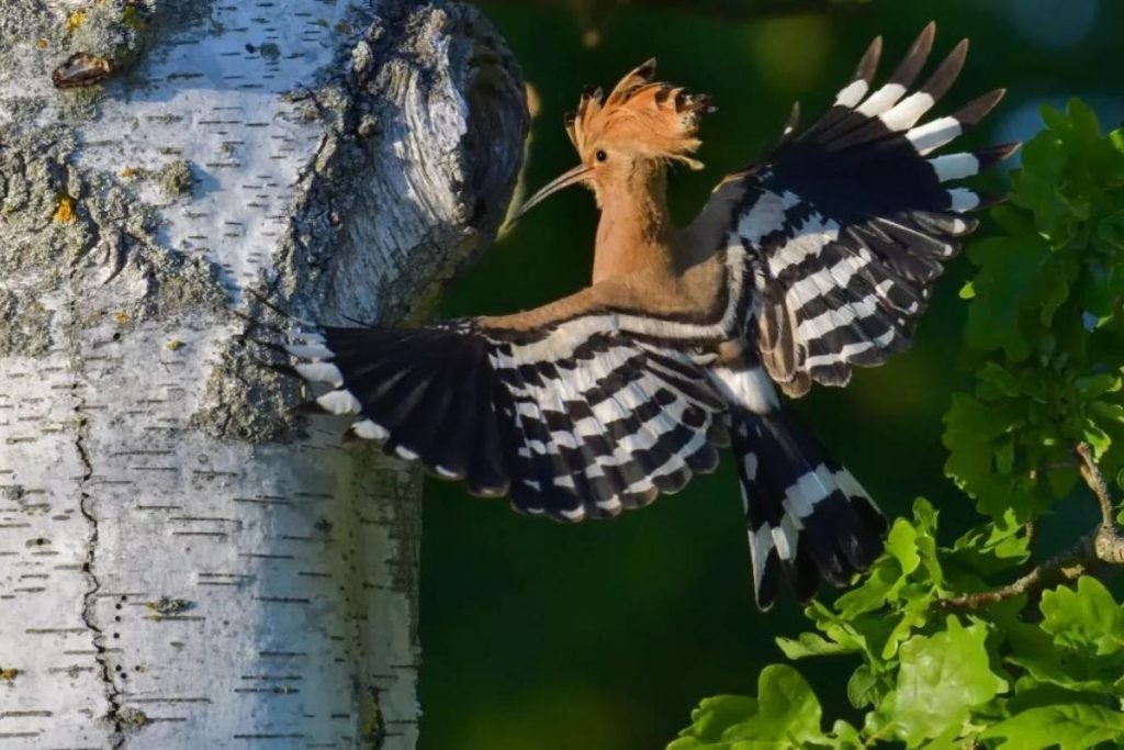 Hoopoes in Rajaji