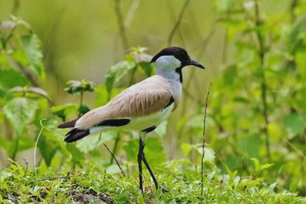 River Lapwing